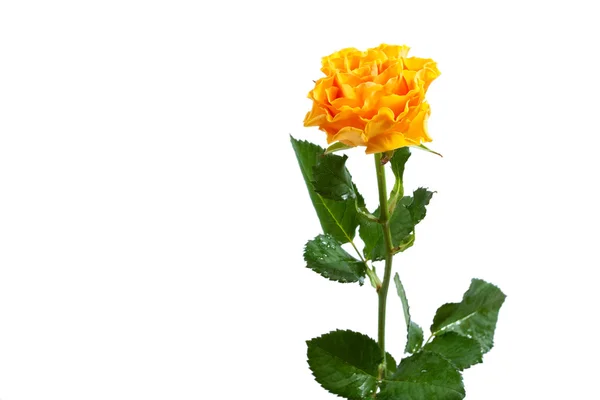 고립 된 노란 로즈 — 스톡 사진