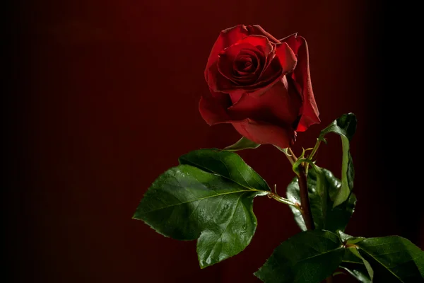 Rosa rossa su sfondo scuro — Foto Stock