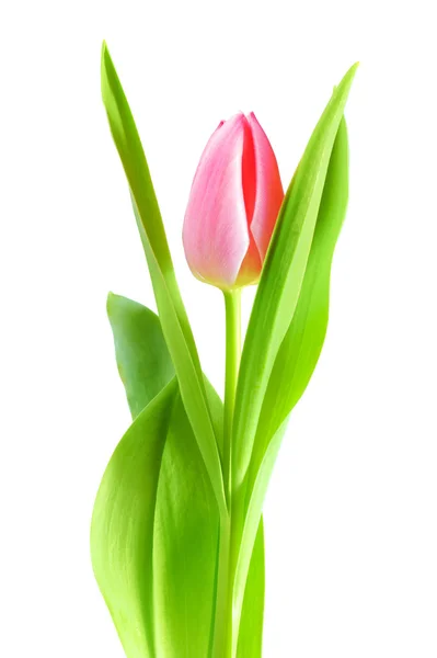 Spring tulips isolated — Stock Photo, Image