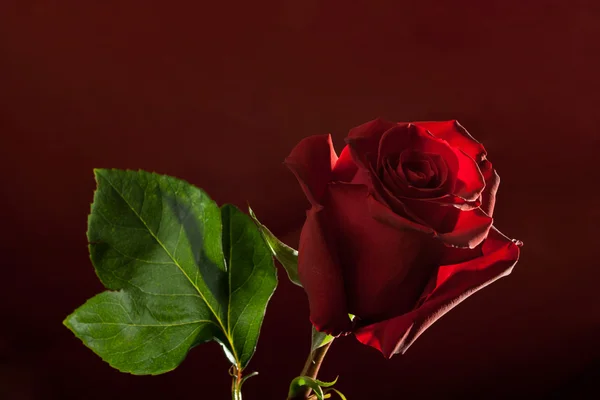 Rosa roja sobre fondo oscuro —  Fotos de Stock