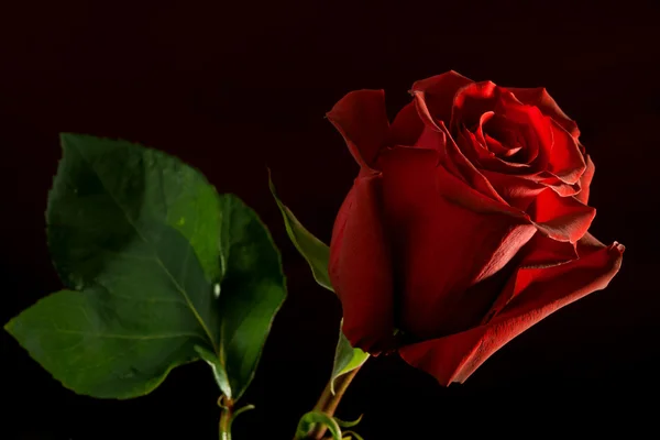 Red rose on dark background — Stock Photo, Image