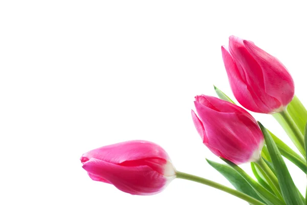 Spring Tulpen geïsoleerd — Stockfoto