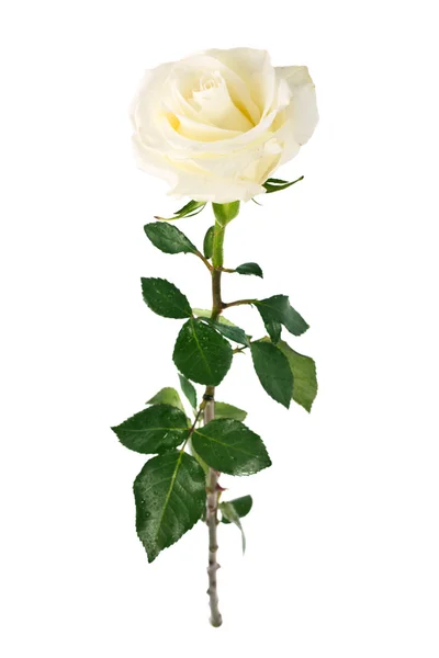 孤立的白玫瑰 — 图库照片