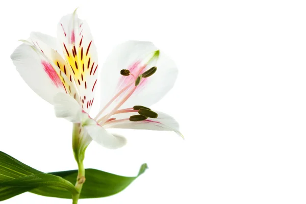 Мала квітка, ізольовані — стокове фото