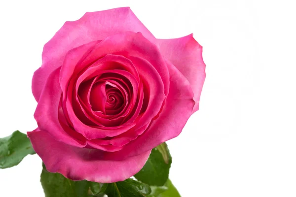 Rosa rosa aislada — Foto de Stock