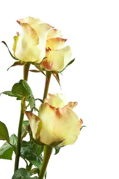 孤立的黄玫瑰 — 图库照片