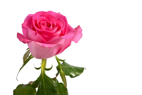 Rosa Rose isoliert — Stockfoto