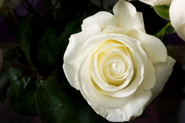 鲜艳的玫瑰 — 图库照片