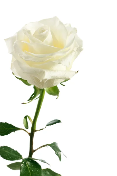 孤立的白玫瑰 — 图库照片