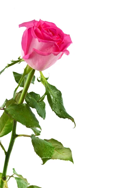 Rosa ros isolerad — Stockfoto
