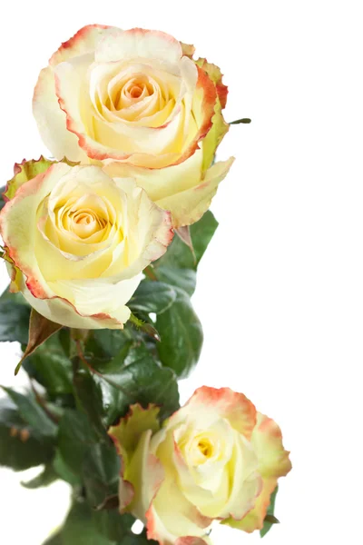Yellow roses isolated — Stock Photo, Image