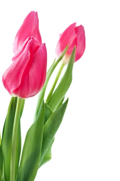 Tavaszi tulipán elszigetelt — Stock Fotó