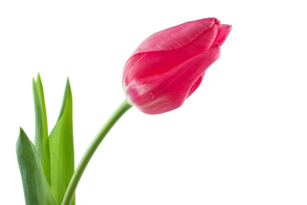 Lente tulip geïsoleerd — Stockfoto