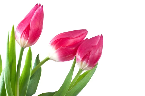 Tulipanes aislados — Foto de Stock