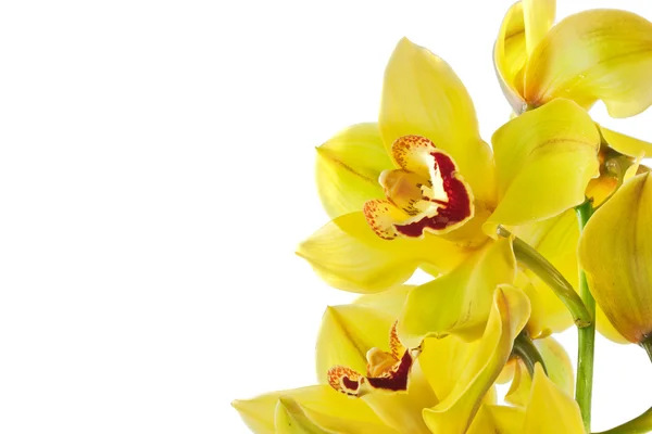Orquídea amarilla aislada —  Fotos de Stock