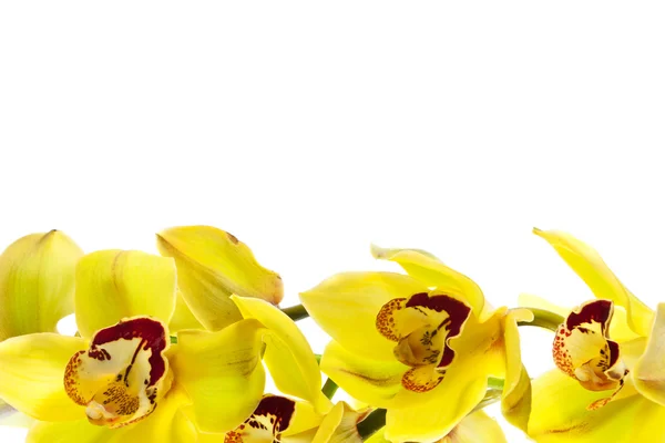 Orquídea amarilla aislada — Foto de Stock