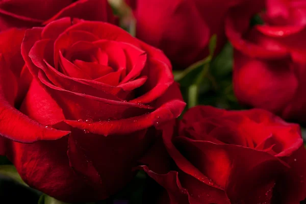 Rosas vermelhas brilhantes — Fotografia de Stock