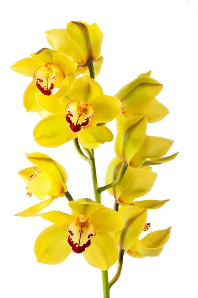 izole sarı orkide