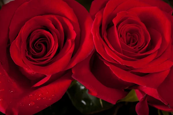 Rosas rojas brillantes —  Fotos de Stock
