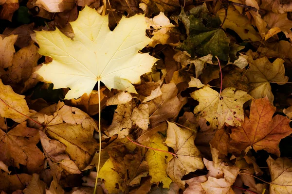 Žlutá podzimní listí - podzim — Stock fotografie