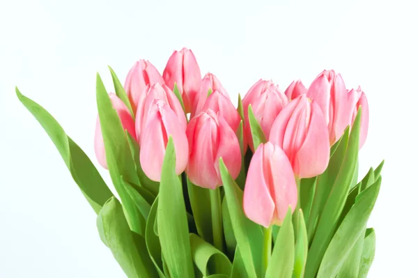 Весна тюльпани ізольовані Ліцензійні Стокові Зображення