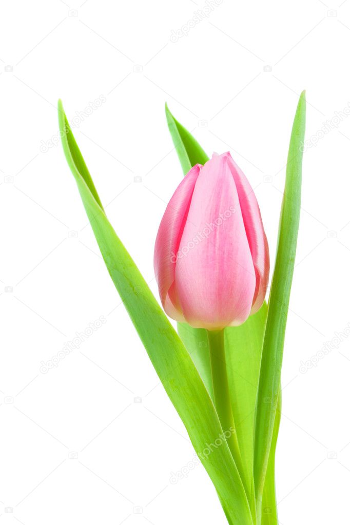 Spring tulip isolated