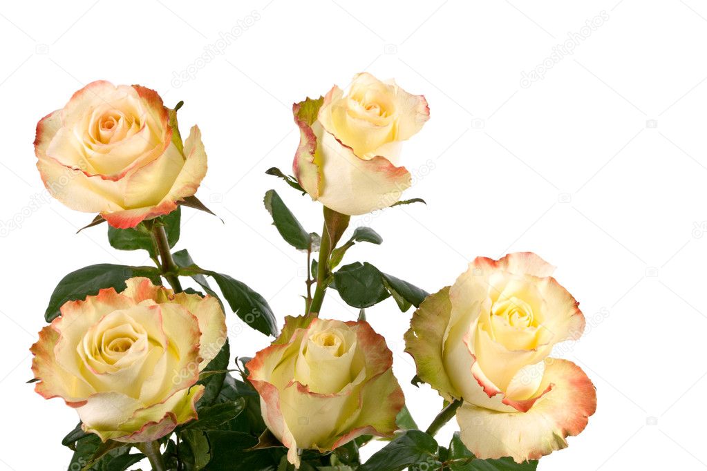 Yellow roses isolated