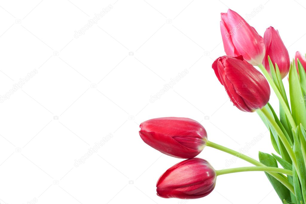 Spring tulips isolated