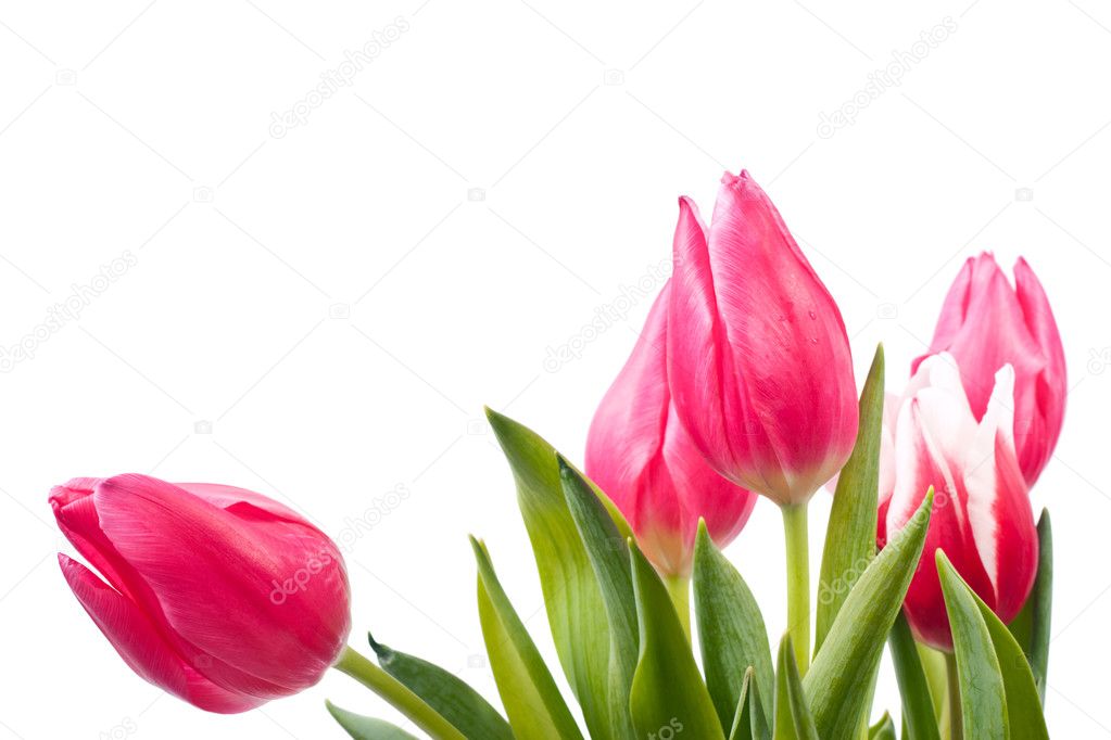 Spring tulips isolated