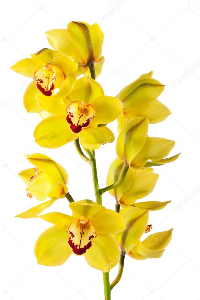 Yellow orchid isolated