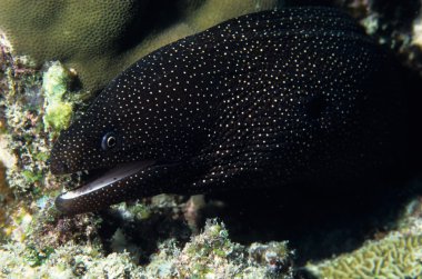 White mouth moray eel clipart