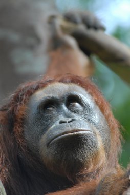 orangutan