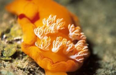 Spanish Dancer Nudibranch clipart