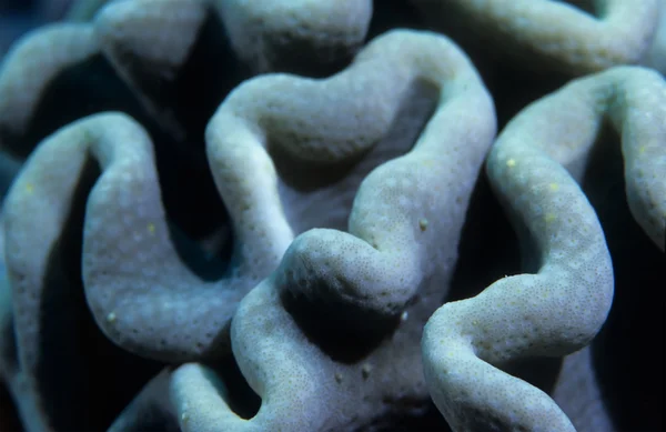 Struttura del corallo — Foto Stock