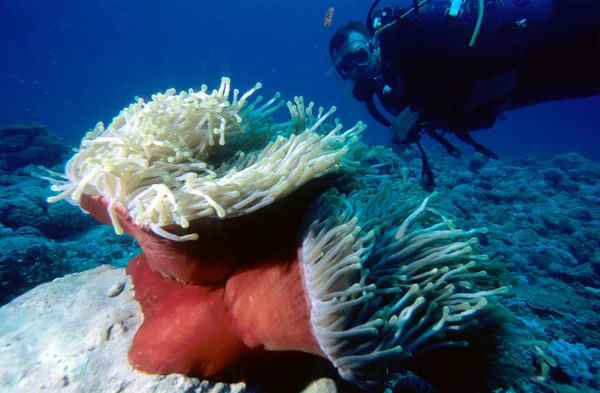 Diver och anemone — Stockfoto