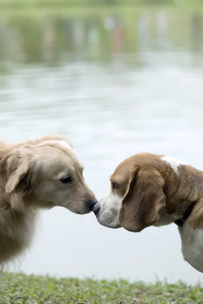 Stock image Pet Dog