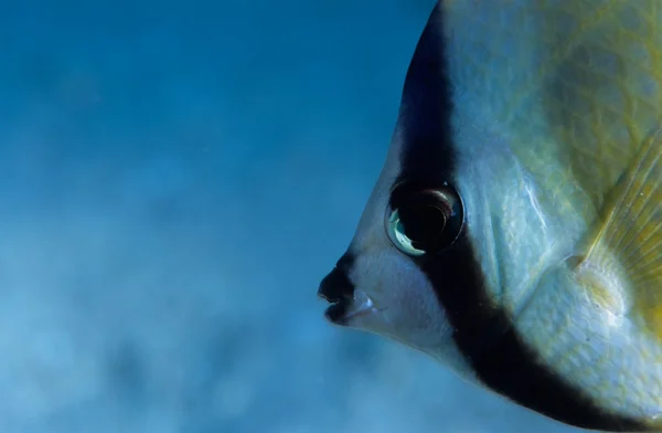 stock image Fish Face