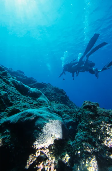 Reef dykning — Stockfoto
