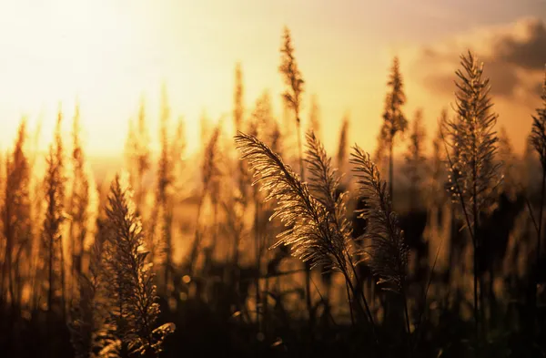 Під час заходу сонця цукрової тростини — стокове фото