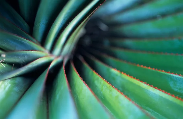 stock image Spiral Palm close up shot