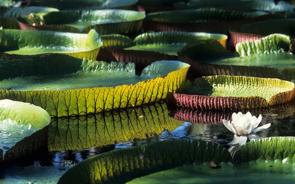 Lírio gigante da água da amazônia — Fotografia de Stock