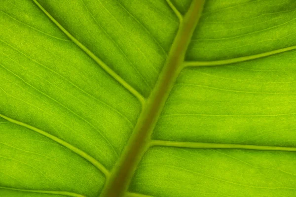 stock image Green leaf