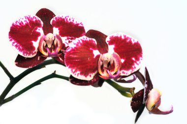 Branch bud of an orchid clipart