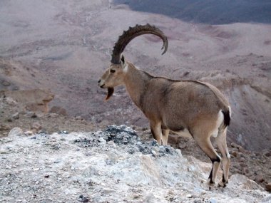 üzerinde ayağa Ramon'a krater