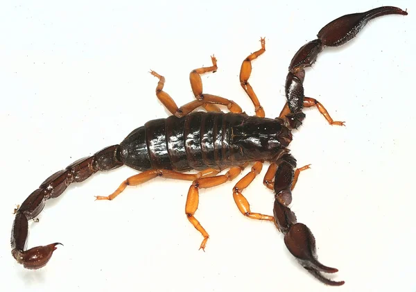 Escorpión — Foto de Stock