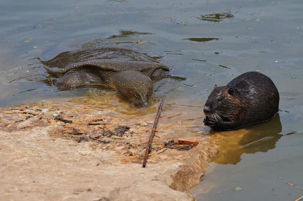 Giant turtle and otter — Stock Photo, Image