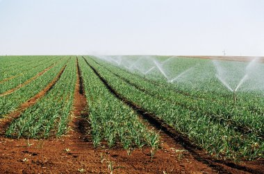Irrigation of shoots clipart