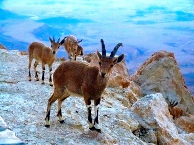 Mountain nanny goats clipart