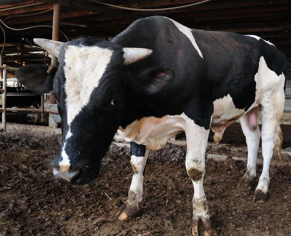 stock image Bull