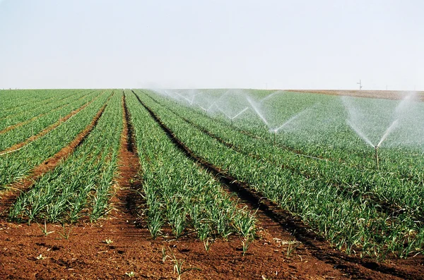 Irrigatie van scheuten — Stockfoto